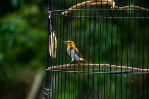 Porträt von ein Vogel im ein Käfig oder Käfig. foto