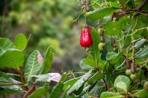 Cashew, Cashew, oder Cashew ist ein Art von Pflanze von das Anacardiaceae Familie foto