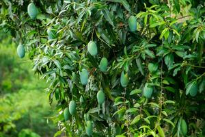 Süss Grün Mango Obst immer noch hängend auf das Baum. foto