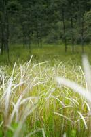 alang-alang. Schilf. imperata Zylindrisch, oder 'lalang' im malaiisch, ist ein mehrjährig rhizomatisch Gras einheimisch zu Osten und Süd-Ost Asien. foto