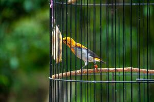 Porträt von ein Vogel im ein Käfig oder Käfig. foto