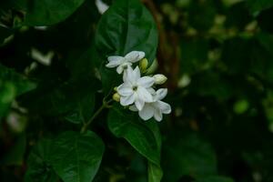 Jasmin ist ein Zier Blume Pflanze im das bilden von ein Strauch mit aufrecht Stängel Das Leben zum Jahre. foto