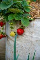 frisch reif Erdbeeren auf Ast foto