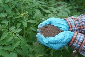 schließen oben Hände tragen Blau Handschuhe, halt Kompost zu düngen Pflanzen im Garten. Konzept, Behandlung Pflanzen mit Natur Düngemittel, ohne Chemikalien. Landwirt zum organisch. foto