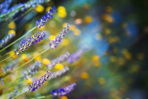 Blumen- Hintergrund mit Lavendel foto