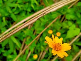 sehr ziemlich Gelb Blumen mit Grün Gras im das Hintergrund foto