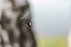 schließen oben Schuss von das Spinne Netz. Natur foto