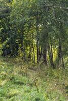 Landschaft Schuss von das Wald. Natur foto