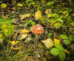 Schuss von das giftig fliegen Agaric Pilz im das Wald. Natur foto