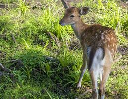 Schuss von das Hirsche im das Wald. Tiere foto