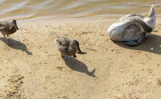 schließen oben Schuss von das Cygnets, Enten, Schwäne durch das Teich. gefiedert foto