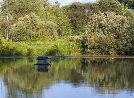 Landschaft Schuss von das Teich. Natur foto