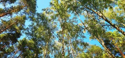 Schuss von das groß Birke Bäume im das Wald. Natur foto