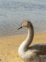 schließen oben Schuss von das Cygnets, Enten, Schwäne durch das Teich. gefiedert foto