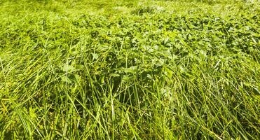 schließen oben Schuss von das Grün Gras. Hintergrund foto