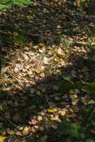 schließen oben Schuss von das Boden Oberfläche im das Wald. Natur foto