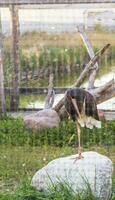 schließen oben Schuss von das Reiher im das Käfig im das Zoo. Tier foto