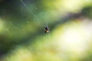 schließen oben Schuss von das Spinne Netz. Natur foto