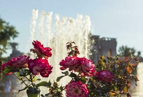 Schuss von das schön Rosen mit Brunnen auf das Hintergrund. Konzept foto