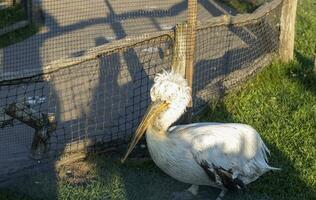 schließen oben Schuss von das Pelikan im das Käfig im das Zoo. gefiedert foto