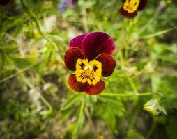 schließen oben Schuss von das Garten pancy. Blumen foto