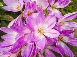 schließen oben Schuss von das lila Rosa Blumen im das Garten. Natur foto