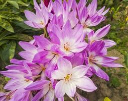 schließen oben Schuss von das lila Rosa Blumen im das Garten. Natur foto