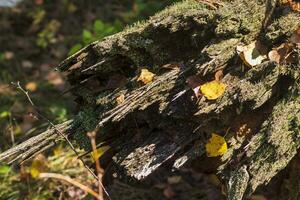 schließen oben Schuss von das Boden Oberfläche im das Wald. Natur foto