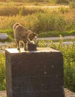 Schuss von das Katze spielen draußen auf sonnig warm Abend. Haustiere foto