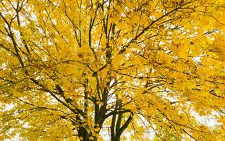 Schuss von das bunt Herbst Bäume. Natur foto
