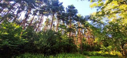 Schuss von das groß Kiefer Bäume im das Wald. Natur foto