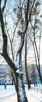 Landschaft Schuss von das Straße auf das Winter Tag. Vogelhaus auf das Baum. Jahreszeit foto