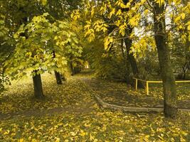 Schuss von das bunt Herbst Bäume. Natur foto