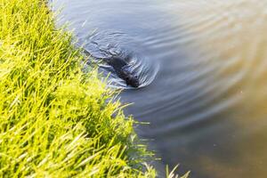 Schuss von das Bisamratte Schwimmen durch das Bank von das Fluss. Tiere foto