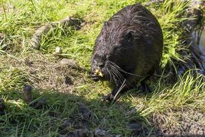 Schuss von das Bisamratte durch das Bank von das Fluss. Tiere foto