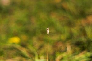 Konzept Schuss von das Feld mit wild Blumen. Natur foto