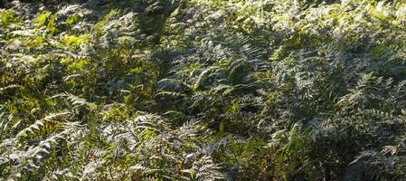 Landschaft Schuss von das Wald. draussen foto