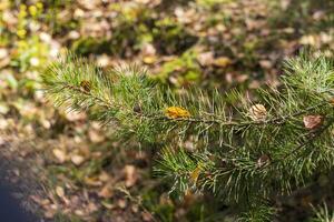 schließen oben Schuss von das Boden Oberfläche im das Wald. Natur foto