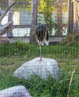 schließen oben Schuss von das Reiher im das Käfig im das Zoo. Tier foto