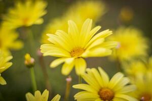 schließen oben Schuss von das schön Gelb Blumen. Natur foto