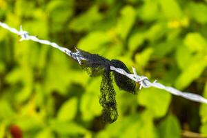 mit Widerhaken Draht Zaun und Spikes mit Grün natürlich Hintergrund Mexiko. foto