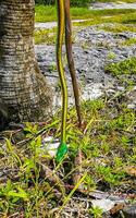 Grün klein tropisch Schlange im das Gebüsch Tulum Ruinen Mexiko. foto