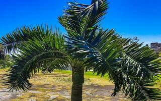 tropische palmen kokosnüsse blauer himmel in tulum mexiko. foto