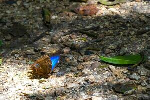 groß Blau Schmetterling Blau Morpho auf das Wald Boden. foto