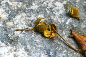 tropisch Obst Muscheln Früchte Blumen Saat auf Boden coba Mexiko. foto