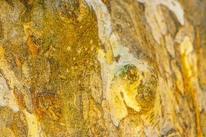 Textur von das Rinde von ein tropisch Baum Urwald Mexiko. foto