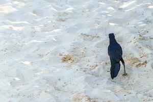 Großschwanz grackle Vogel Vögel Gehen auf Strand Sand Mexiko. foto