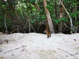 Coati Nasenbären schnüffeln und Suche zum Essen tropisch Urwald Mexiko. foto