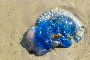 Blau Qualle auf Strand Sand und Wasser Strand Krabi Thailand. foto