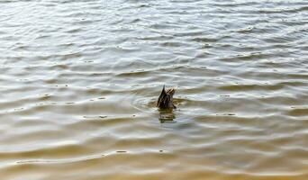 Nahansicht Schuss von ein Enten im das Teich foto